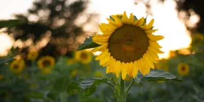 Sunflower Image